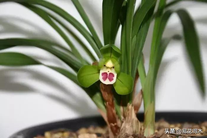 春兰大富贵春剑大富贵区别,春兰大富贵vs春剑大富贵