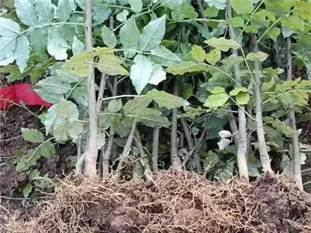 战疫助农滞销品突然销售火爆,战疫助农数据