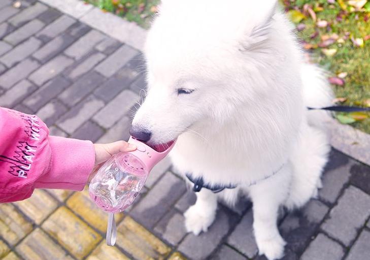 推荐几种性格温顺好养的狗狗,脾气好到爆的六种狗狗你喜欢哪种