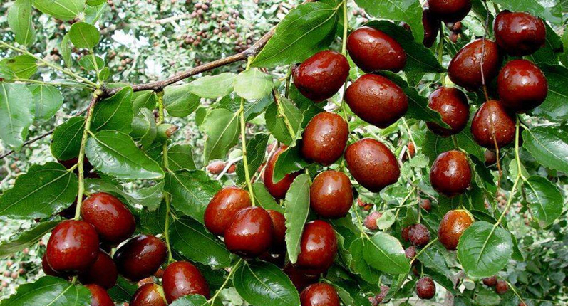 农村后院适合种啥树,家里种哪五种树可以旺家多子多福