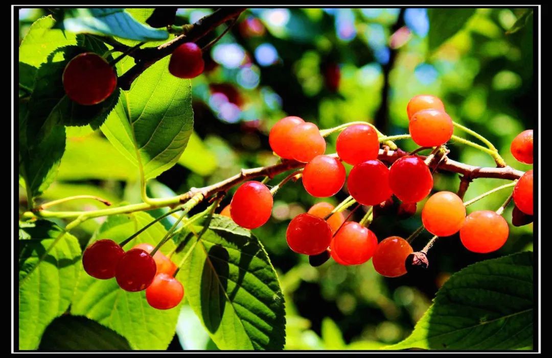 满山的红樱桃,一抹美丽的红樱桃