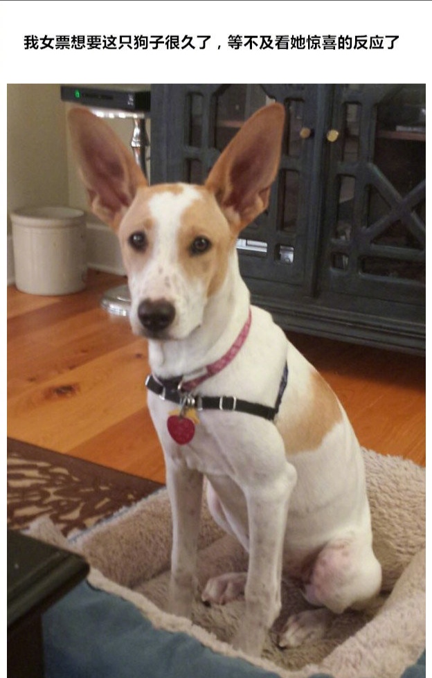 平安夜圣诞老人礼物,圣诞老人平安夜送礼物