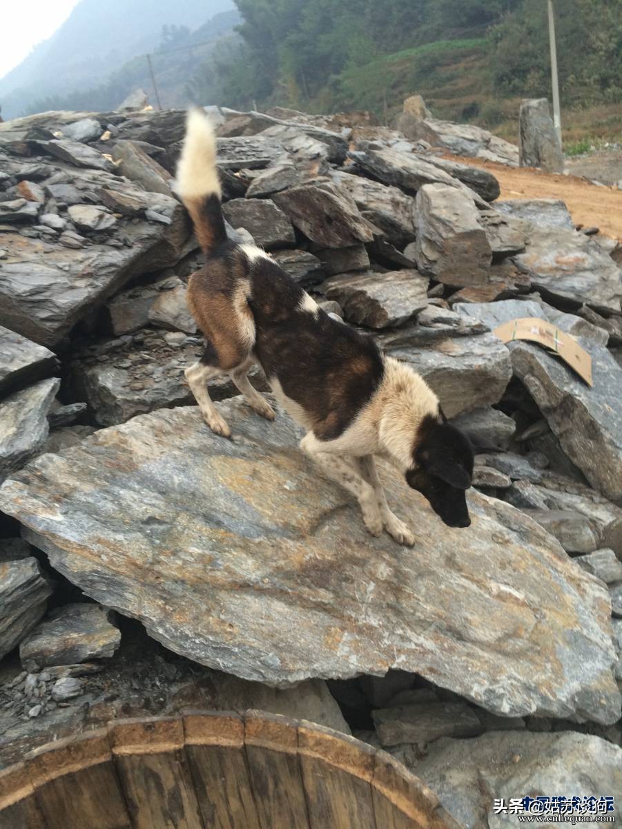 凉山猎犬和青川犬哪个比较好,青川犬和川东犬区别