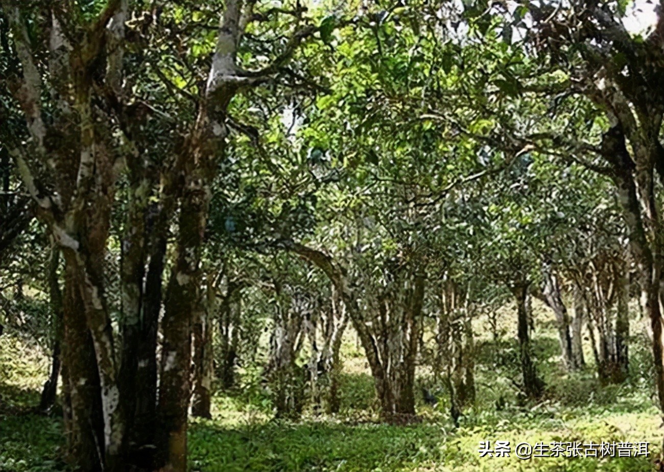 冰岛古树普洱茶台地茶区别,云南普洱茶古树与台地分布