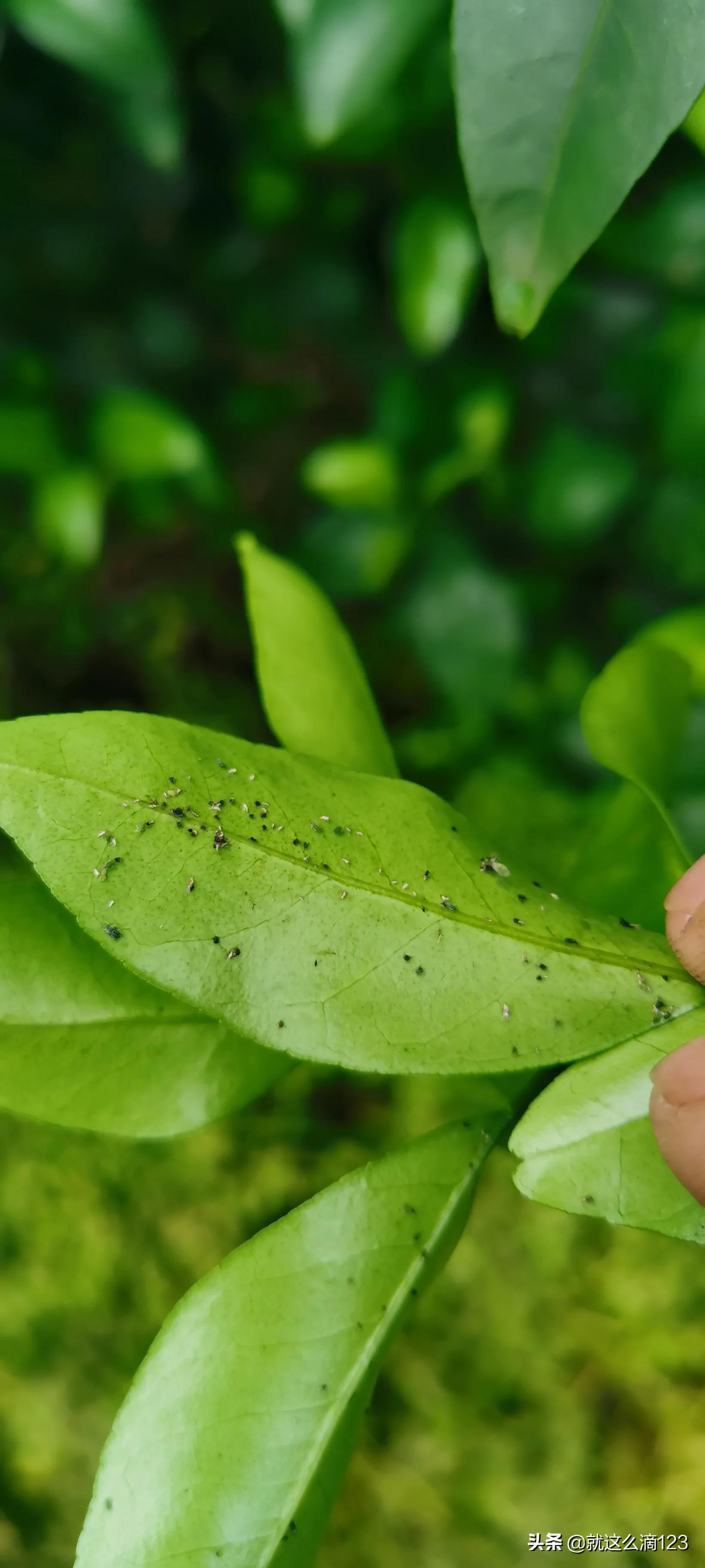 鍐滆嵂鎬庝箞杈ㄥ埆鐪熷亣,缃戣喘鍐滆嵂鎬庢牱杈ㄥ埆鐪熷亣