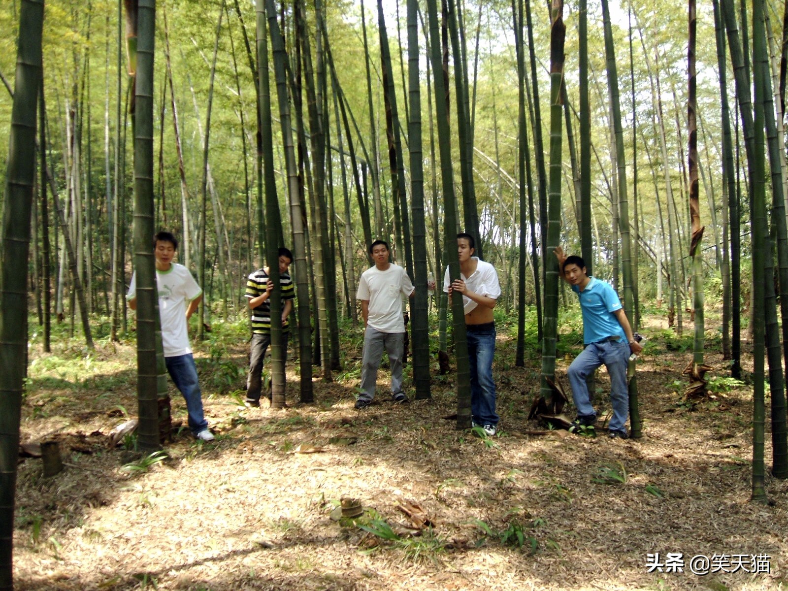 四川宜宾竹海风景,宜宾蜀南竹海全视频