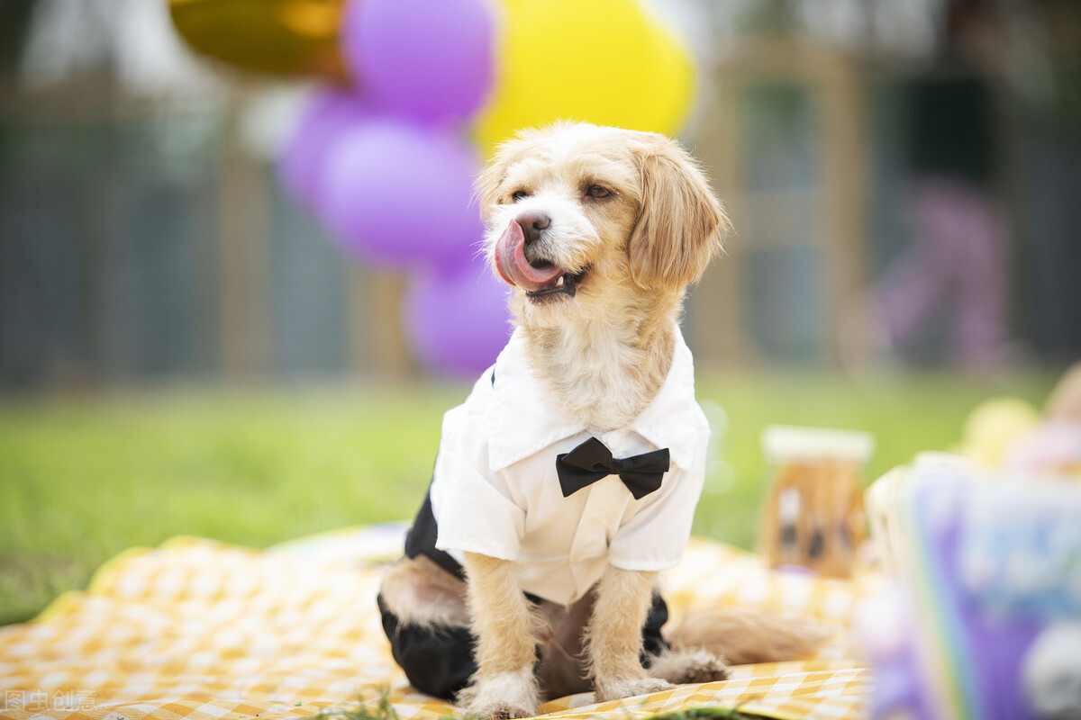 旧犬喜我归,它的目光中,是情感的惊喜?也是生命的凝望