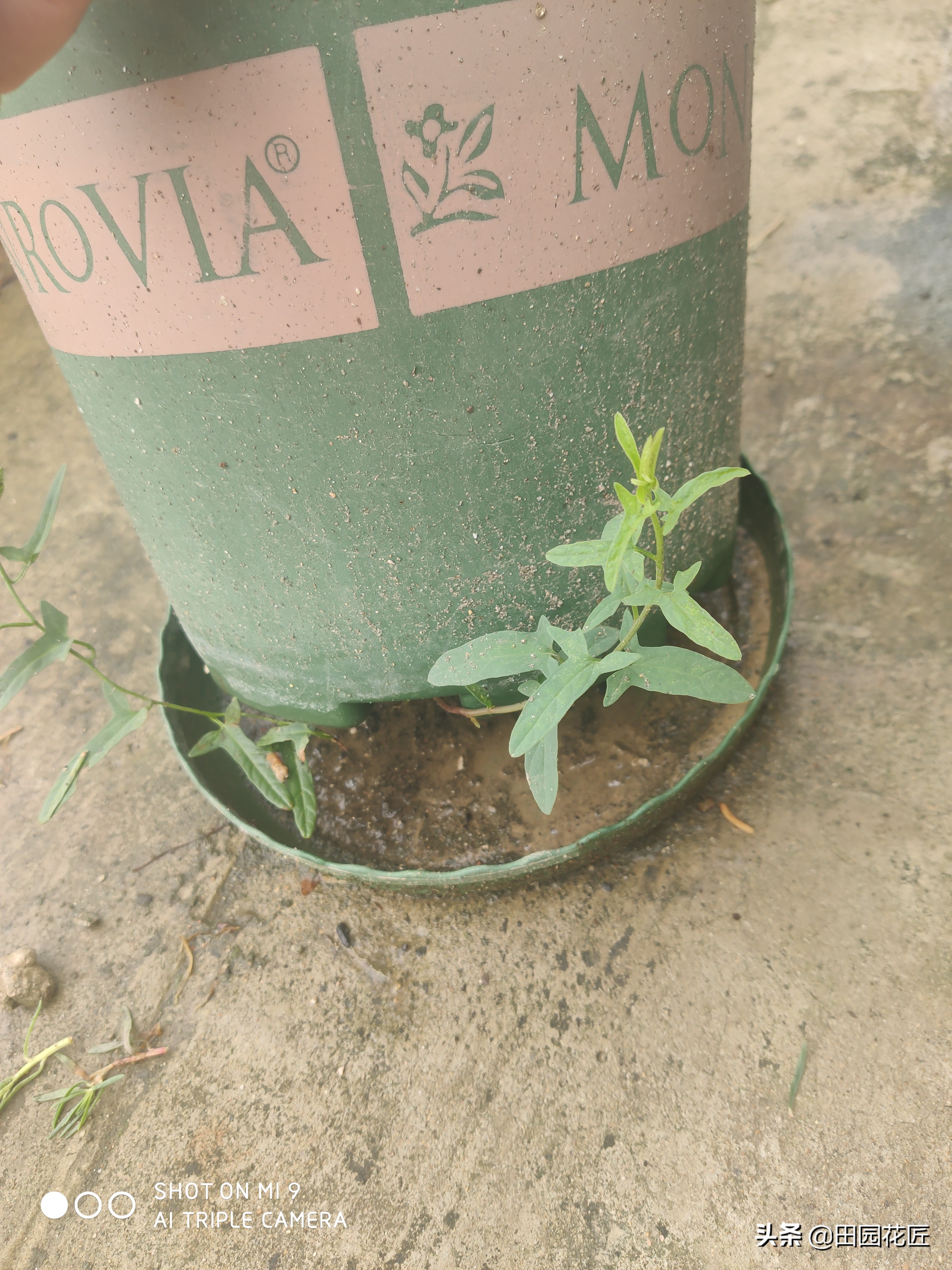 牡丹黄叶的处理方法,移栽的牡丹蔫蔫的怎么补救