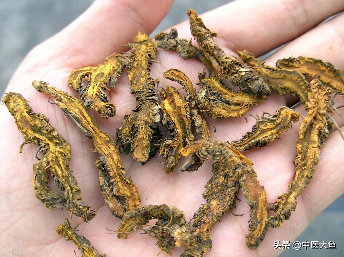 陈建国介绍中医,中医邵大夫讲解黄连汤