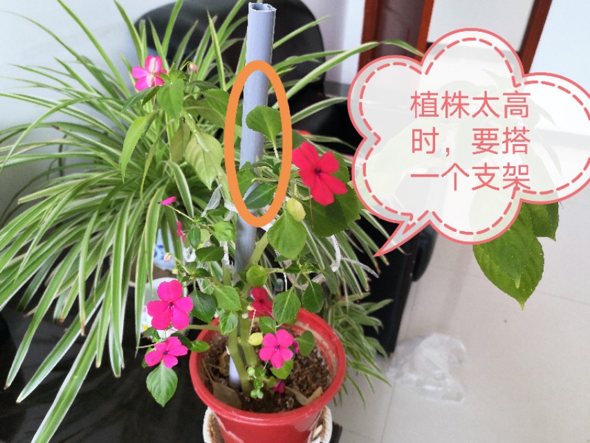 玻璃翠花怎么养殖视频教学,玻璃翠花卉养殖方法及注意事项