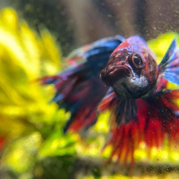 外国女子救下崩溃男子,外国女生救斗鱼