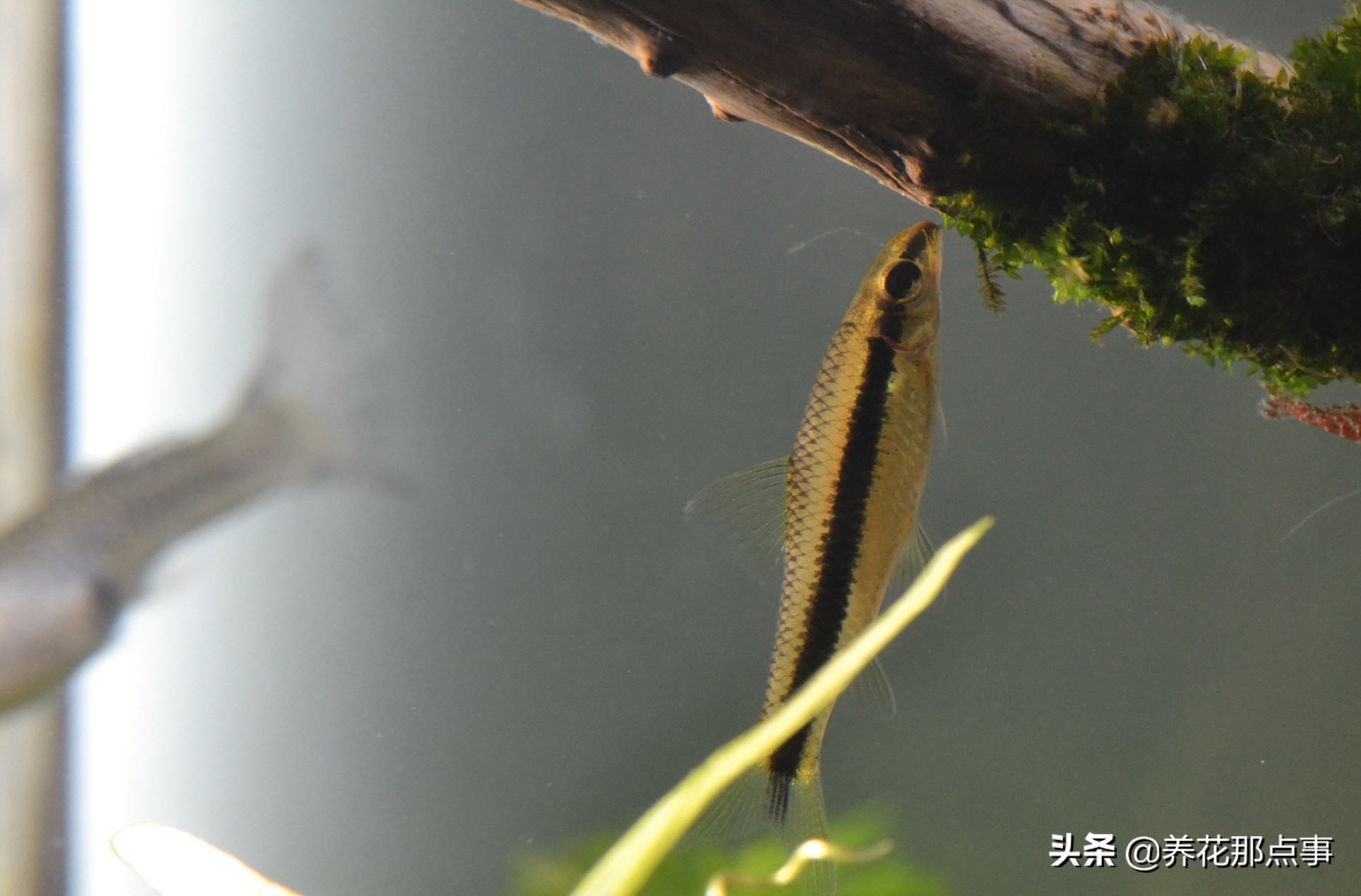 热带鱼好养新手入门推荐大缸,热带鱼最好养活又漂亮