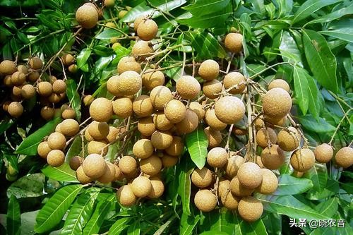 广东兴宁特产排行榜,广东兴宁县有什么特产