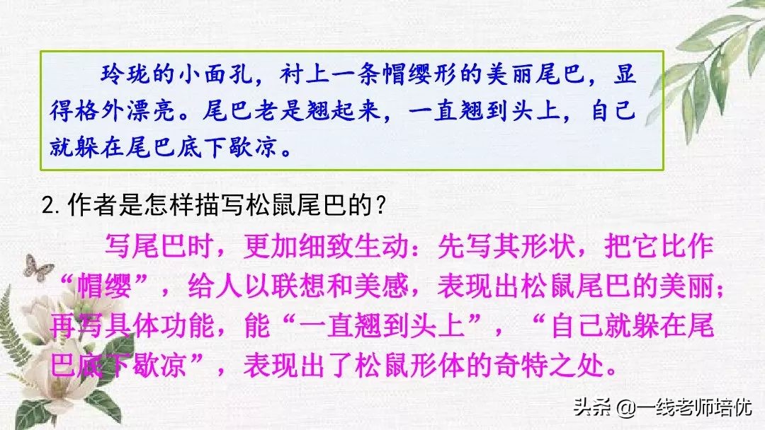 语文五年级上册第17课松鼠资料,部编版五年级上册第17课松鼠课件