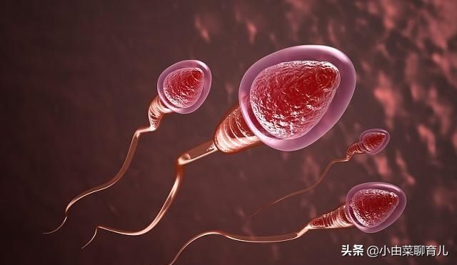 你不可不知道的受孕过程,早期受孕全过程