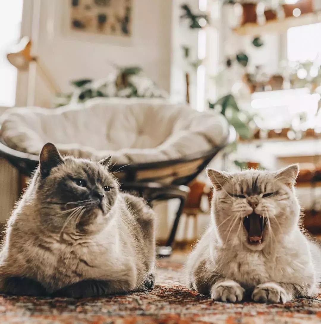 对猫咪无害的绿植花卉,猫咪禁忌养的植物