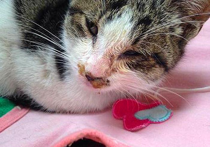 猫咪感冒打喷嚏流鼻涕是猫鼻支吗,猫咪感冒流脓鼻涕是什么情况