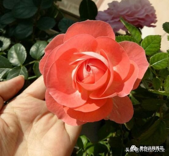 5种花特清香，家里养一盆，芬芳不断，清香四溢，异味全无