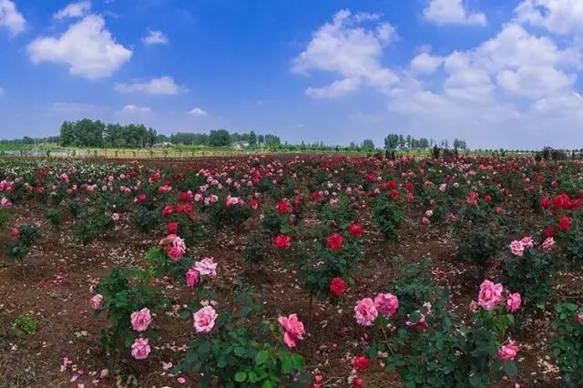 南京溧水千亩玫瑰,南京玫瑰园千亩花海迎来盛花期