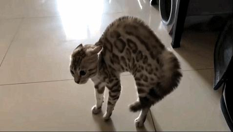 流泪猫猫头,流泪猫猫头抱小熊