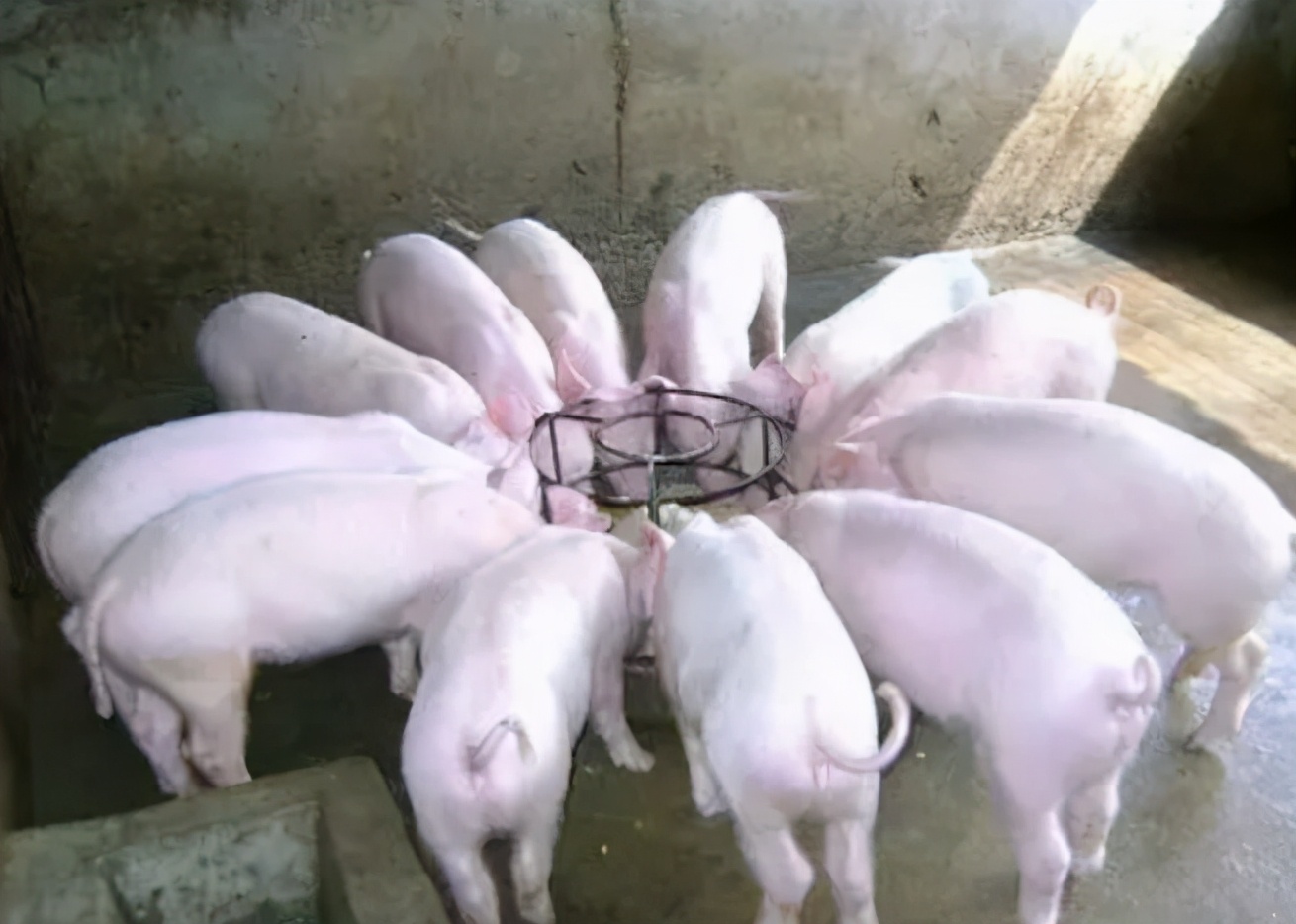 育肥猪怎么样快速长肥,育肥猪长得慢太瘦有什么好方法