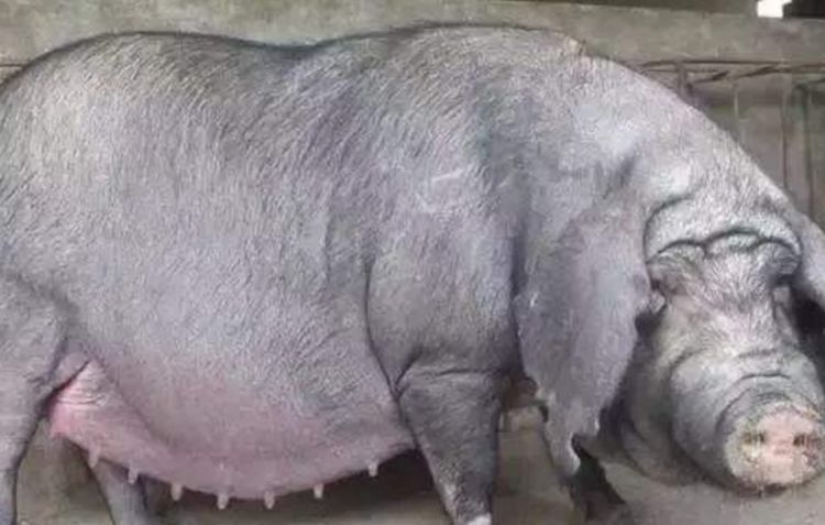 如果猪一直养能长到多少斤,猪一直不杀能养到多重