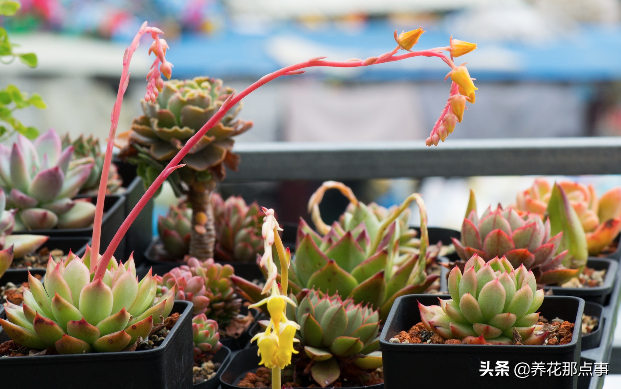 曾经养过的多肉,多肉中便宜又好养的有哪些