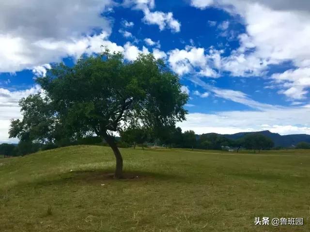 鸡翅木比较坚硬,鸡翅木轻奢