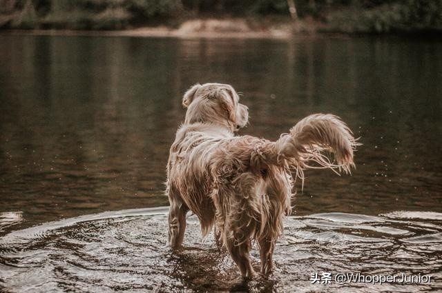 下雨天遛狗狗会生病吗,下雨天不要遛狗
