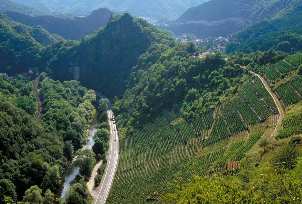 德国黑皮诺酒怎么样,黑皮诺是什么酒