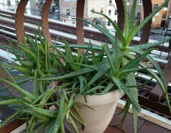 虎皮芦荟侧芽多了怎么移栽,怎样移栽芦荟的侧芽