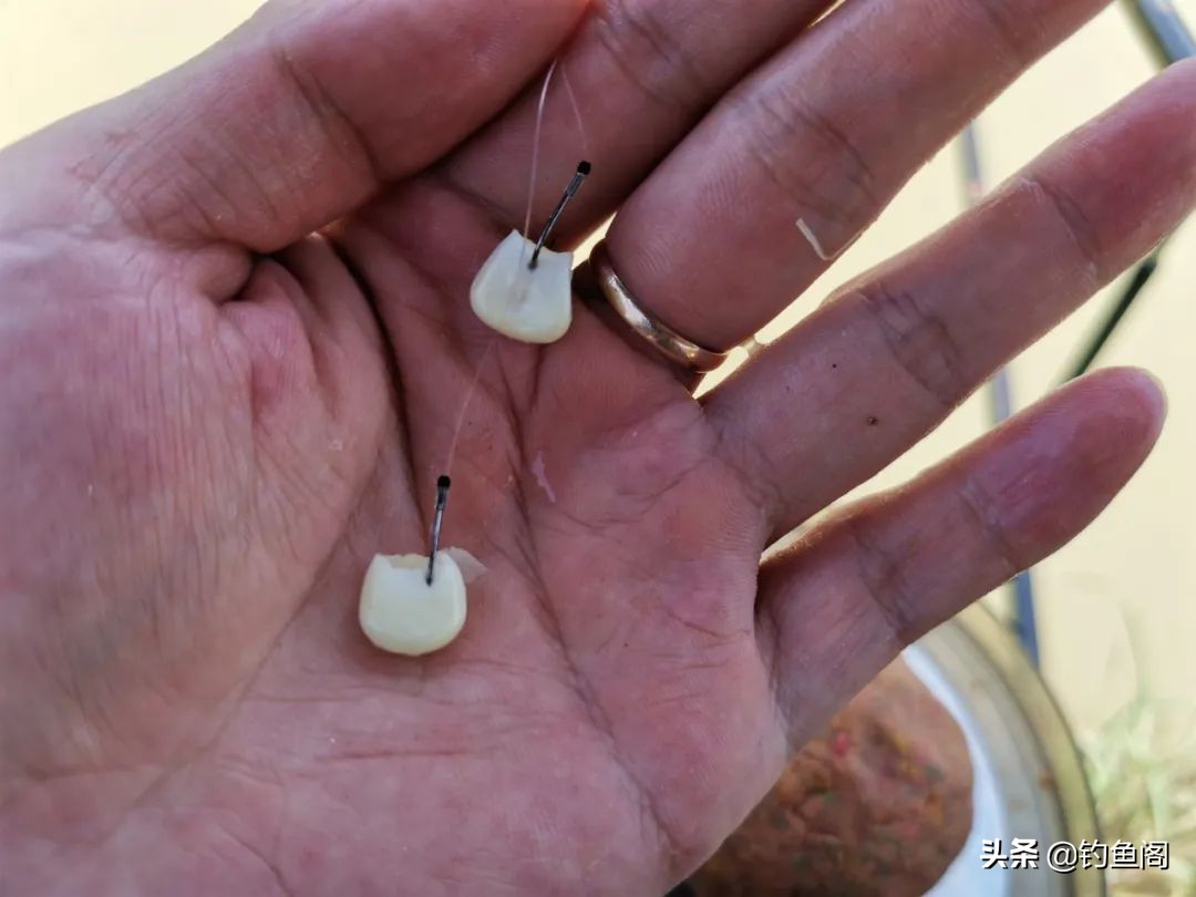 钓鲤鱼要耐心吗,钓鲤鱼要守底