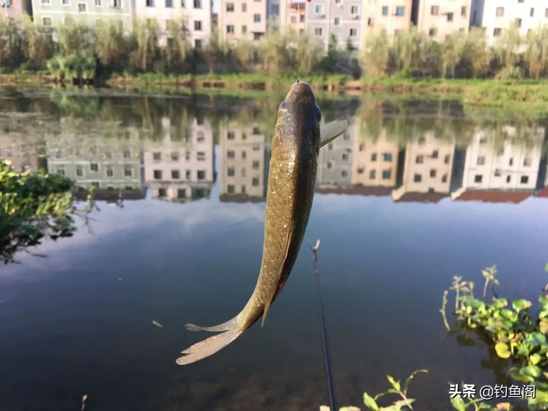 野钓餐条太多如何钓鲫鱼,野钓有餐条闹窝怎么办