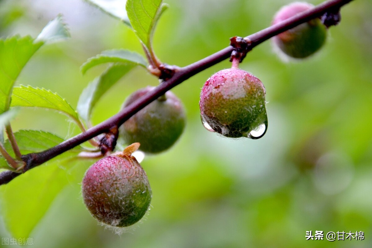 童年野果子,儿时的野果子总让人回味无穷