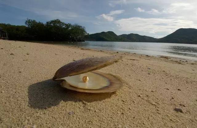 珍珠贝——用时间磨平伤痛，用温柔造就无双的美