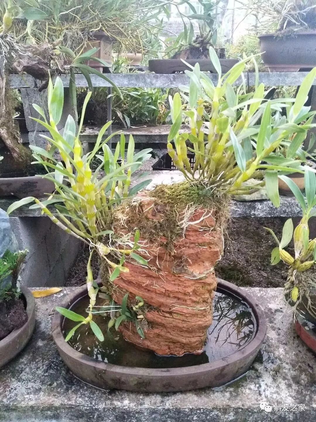 香水石斛兰烂根全部腐烂怎么办,石斛兰烂根怎么让它长新根呢