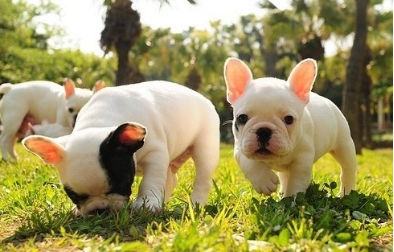 狗狗真菌感染脓皮症治疗,狗狗脓皮症最有效的治疗办法