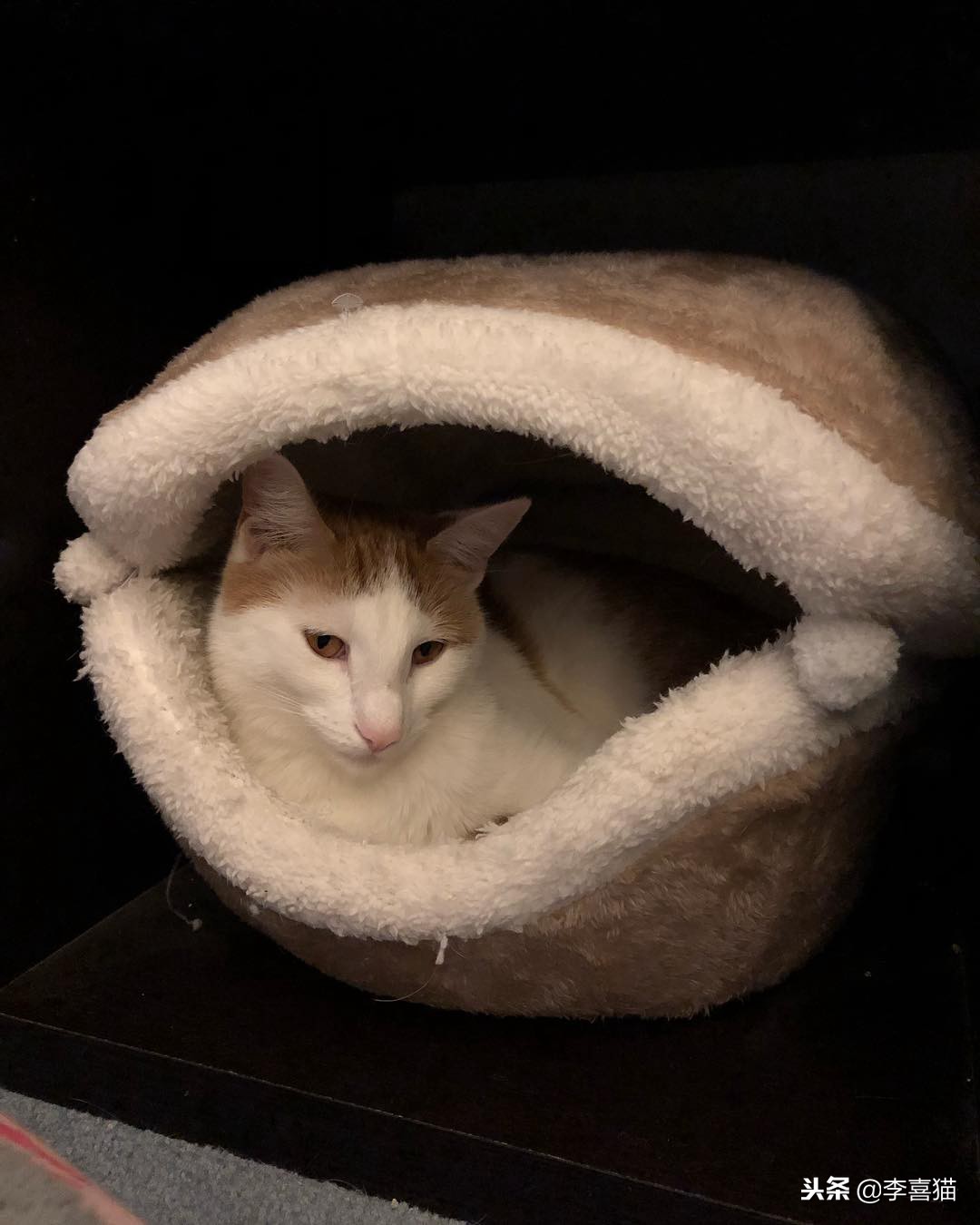 冬天到了铲屎官应注意些什么,铲屎官春季注意事项