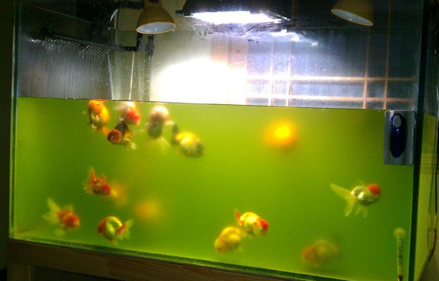 鱼缸绿水就是一个再简单不过的事情，为什么还有人解决不了？