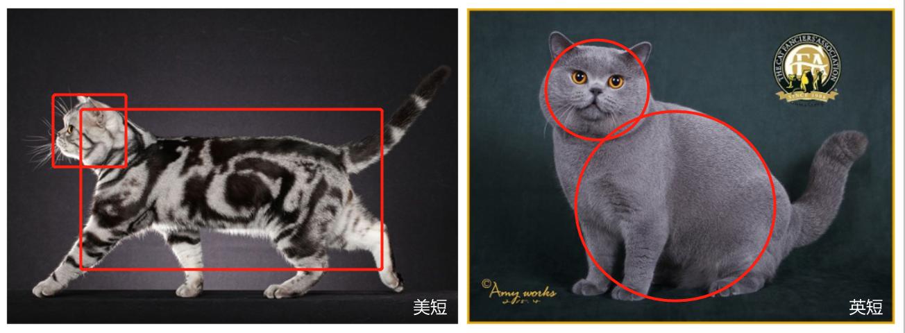 美短虎斑猫咪的品种,美国短毛猫虎斑价格