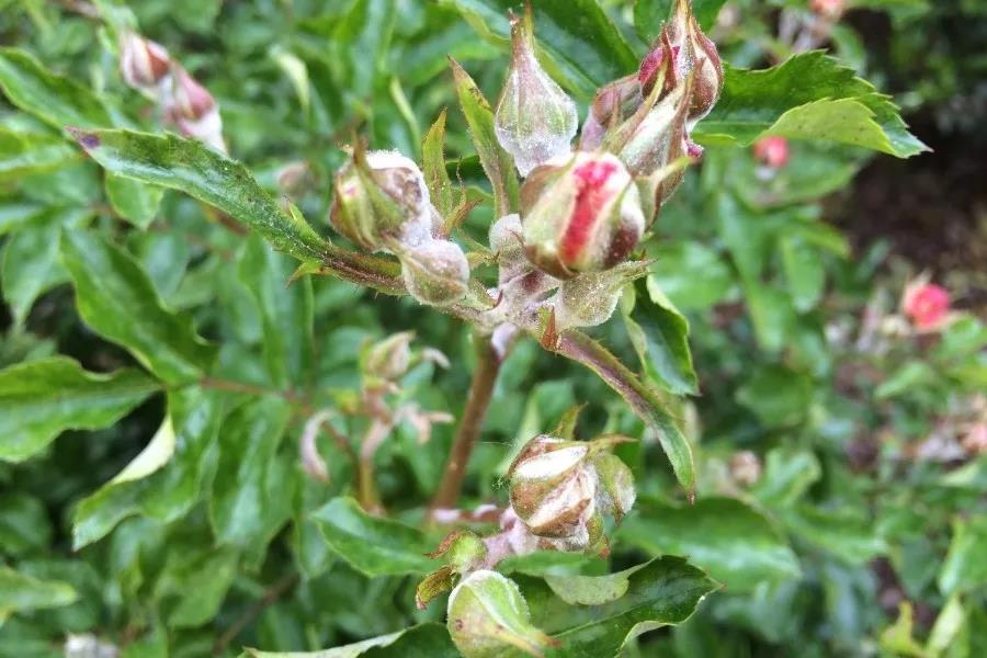 为什么室内养护的盆栽花卉特别容易感染*粉白**病，有什么方法可处理