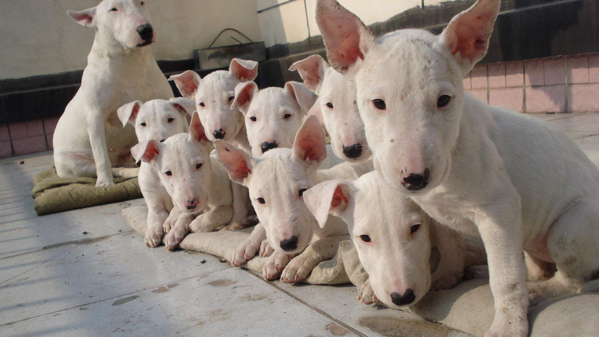 不掉毛无体味性格温顺的小型犬,宠物狗大全表