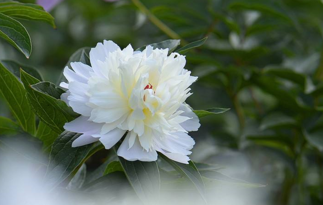 芍药什么颜色花的根可以入药,单瓣的芍药都是可以入药的吗