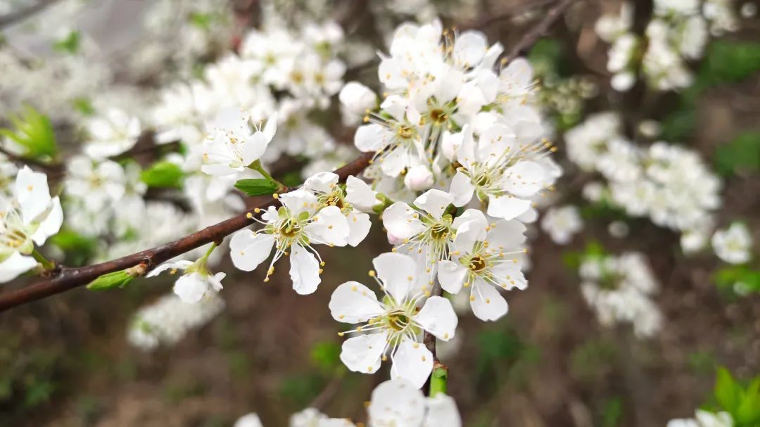 阳春3月桃花与油菜花交相辉映,三月的油菜花和樱花好看吗
