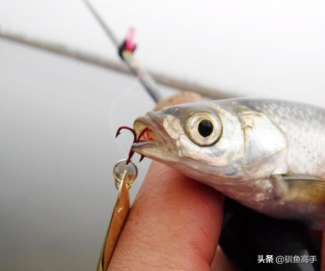 路亚马口用浮的亮片还是沉底的,溪流路亚亮片的使用方法