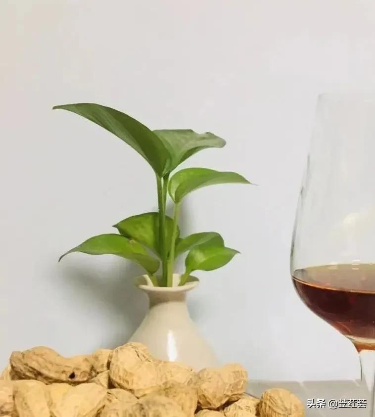 嗨,绿萝——作者:朱立红(第四首诗歌)|苙荭荟诗