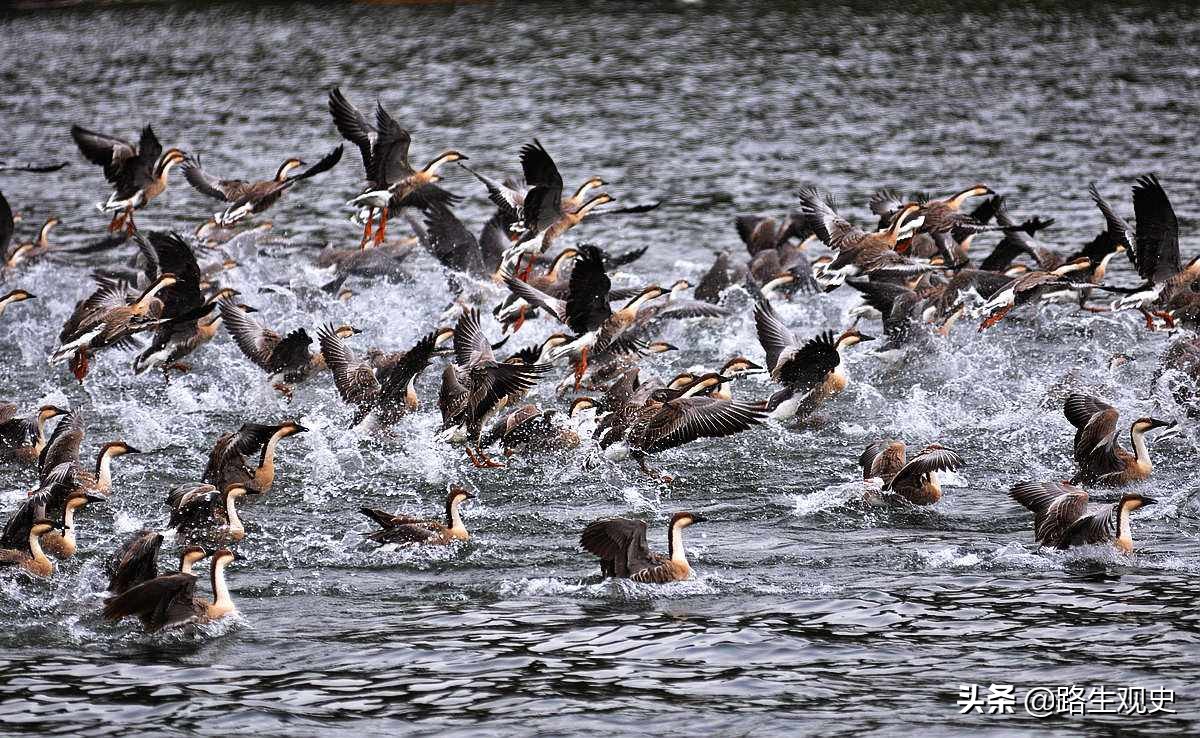 鸿雁传书来自哪个历史故事,忽必烈鸿雁传书是真的吗