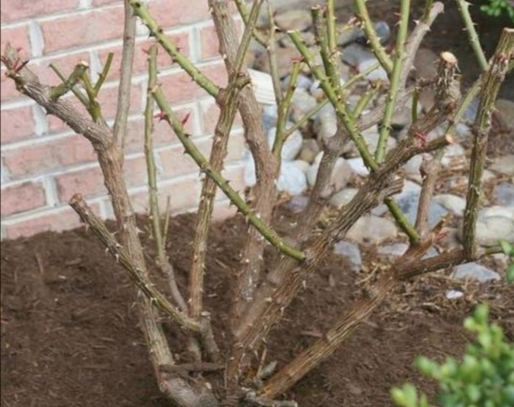 植物成了“光杆司令”，别轻言放弃，此法或可挽救