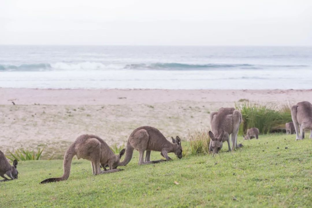 澳大利亚独特的自然风光,澳大利亚黄金海岸的美景