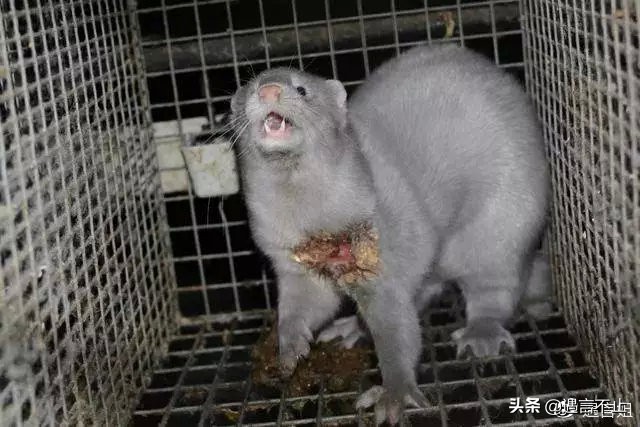 英国女王正式宣布拒绝皮草，愿世间没有血淋淋的时尚